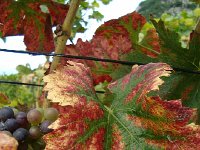 Balade Gourmande Yvorne 21.09.2013